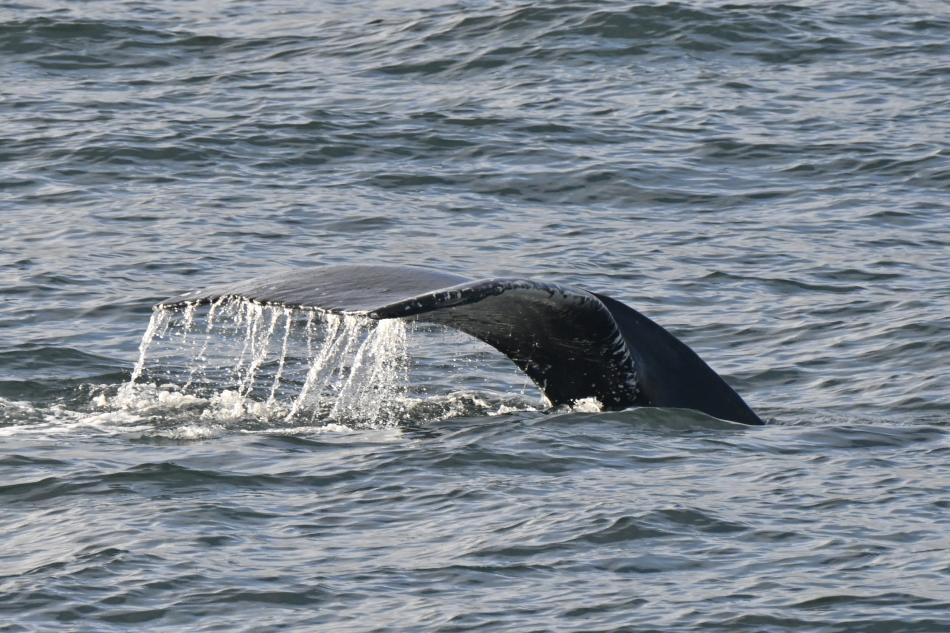 humpback whale fluke