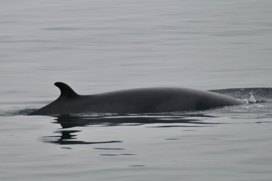 minke whale
