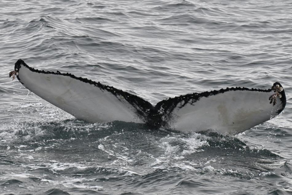 humpback whale