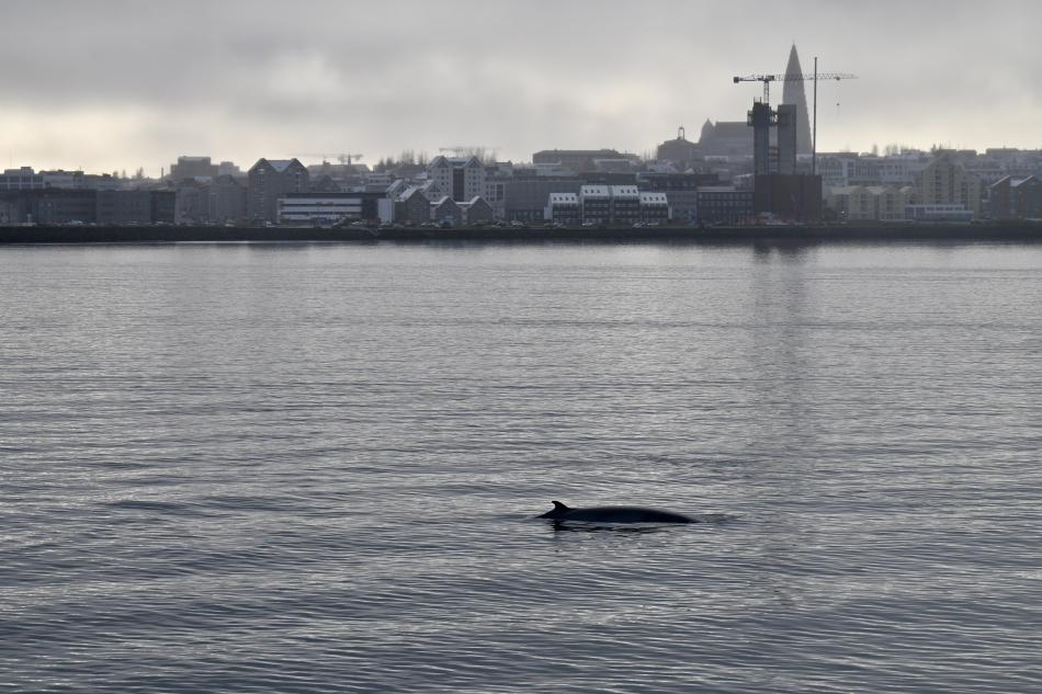 minke whale near reykjavik