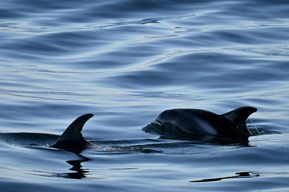 white-beaked dolphins