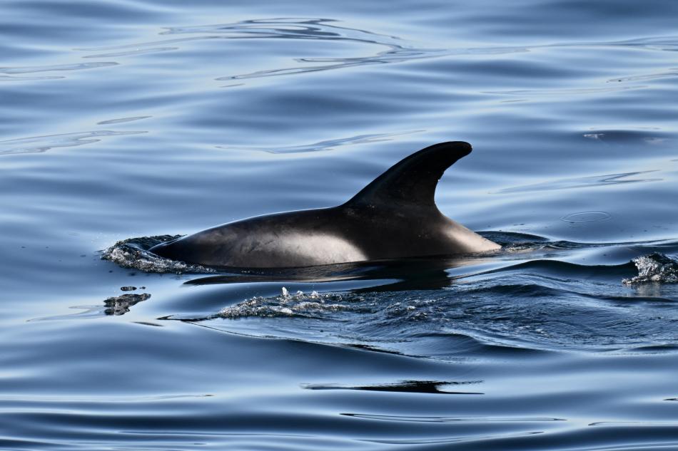 white-beaked dolphin