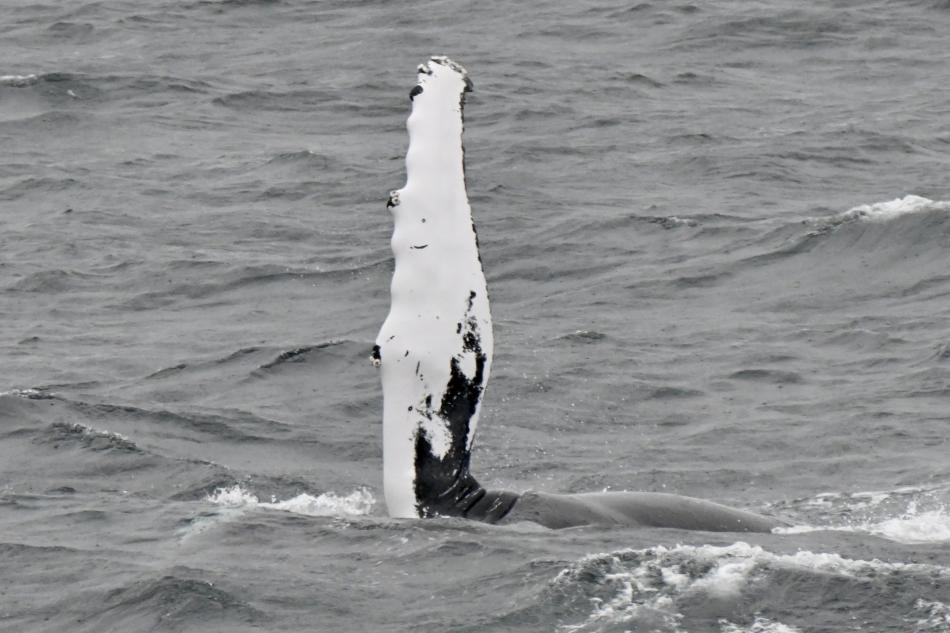 humpback whale pectoral fin waving