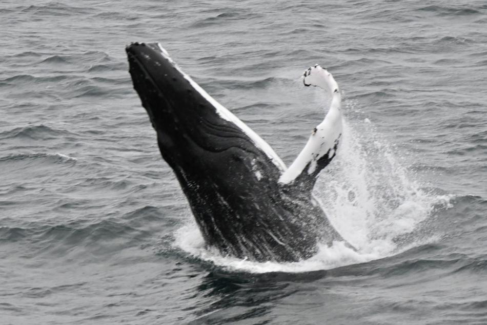humpback whale breaches