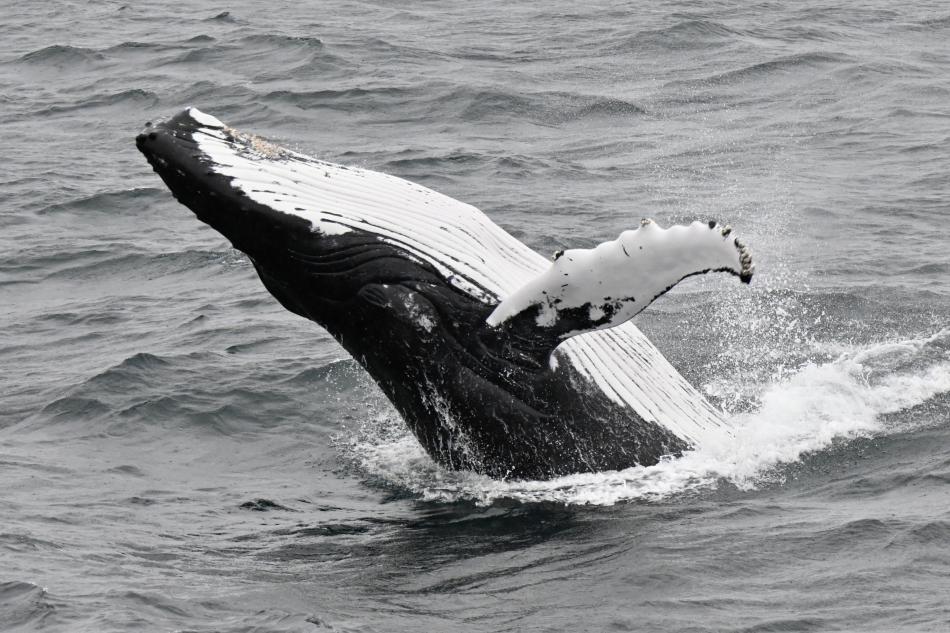 humpback whale breaching backwards