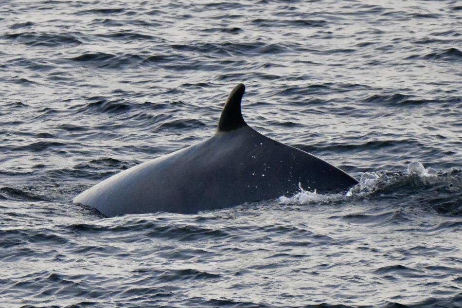 minke whale dorsal fin