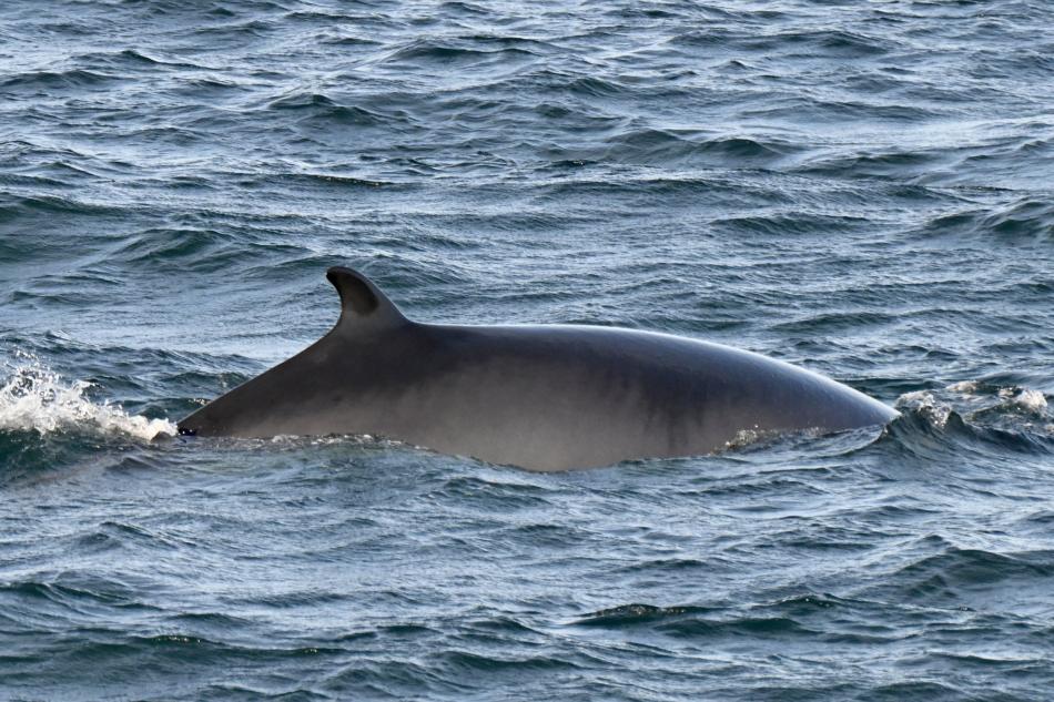 minke whale dorsal fin
