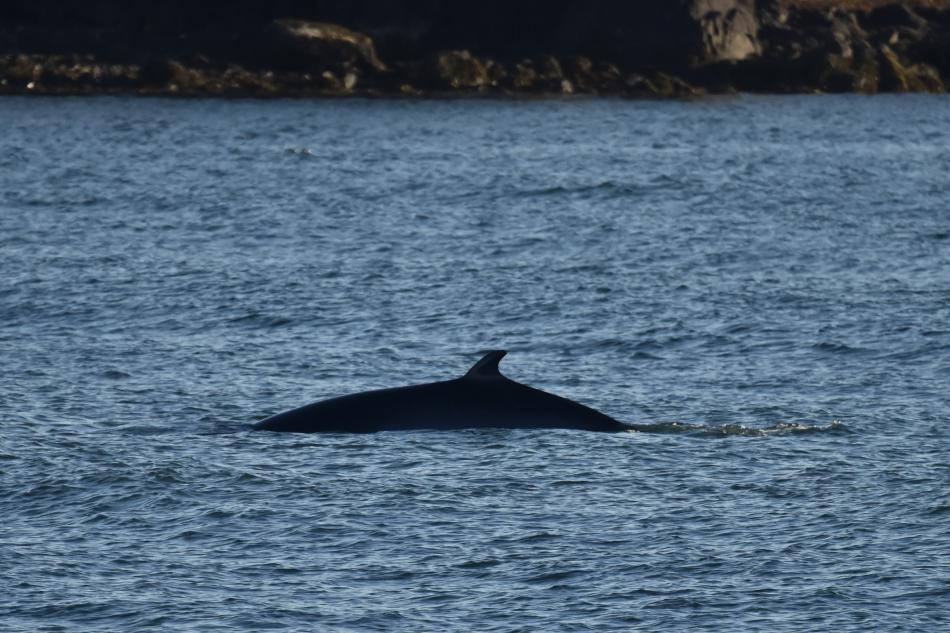 minke whale dorsal fin close to land
