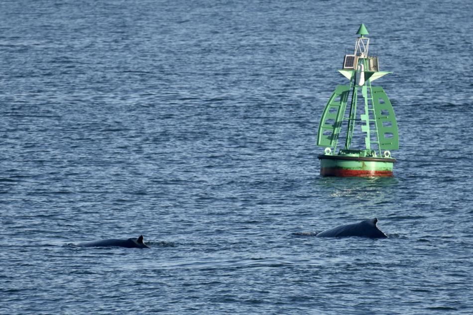 humpback whales swim next to buoy
