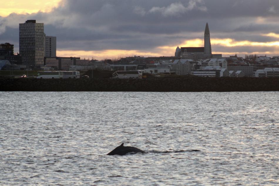 humpback whale near Reykjavik city