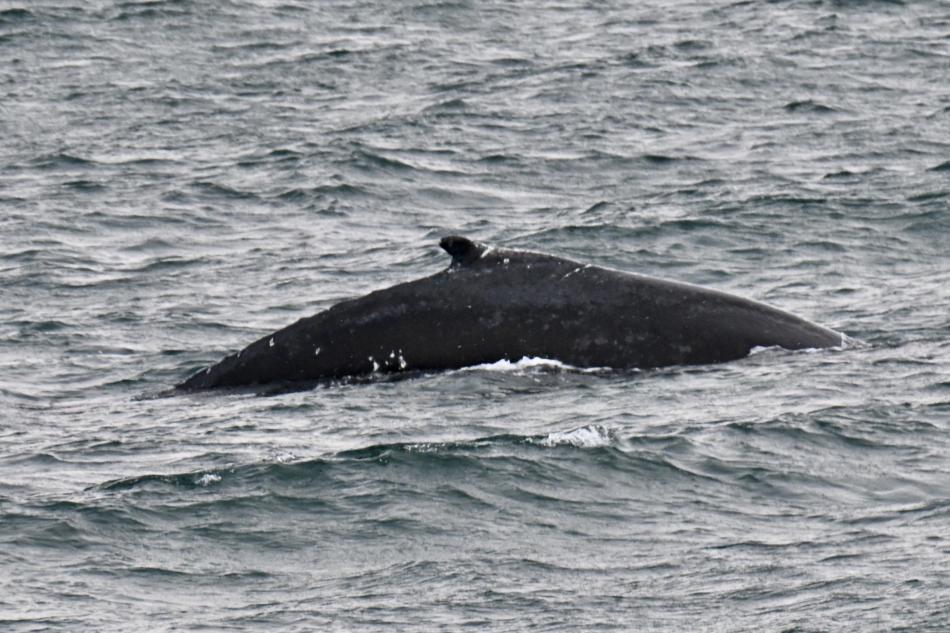 humpback whale