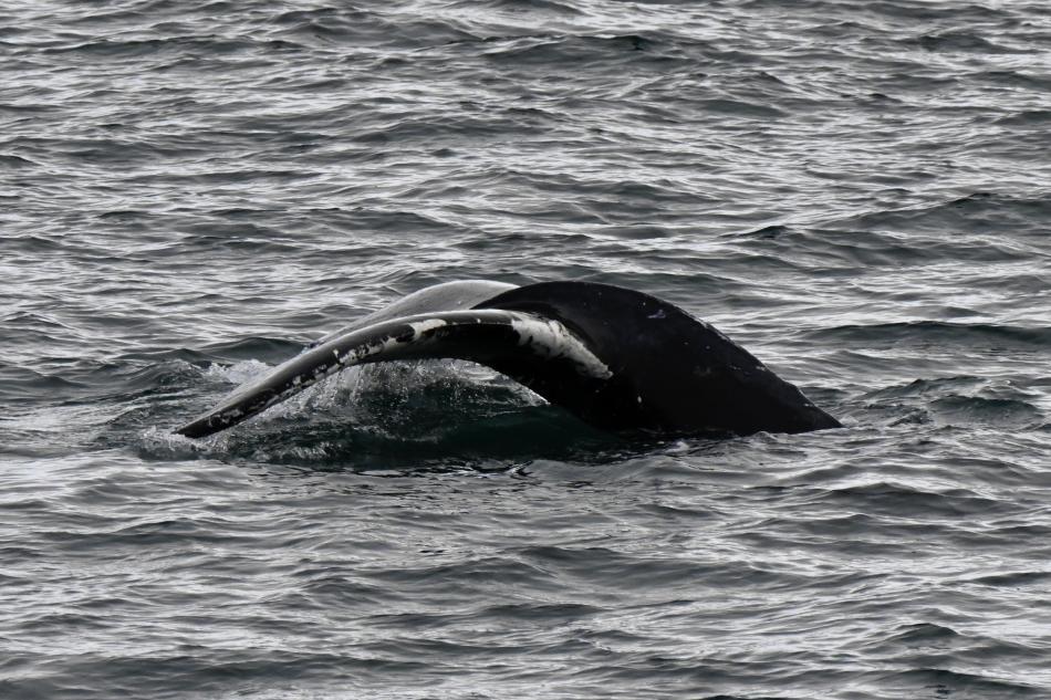 humpback whale fluke