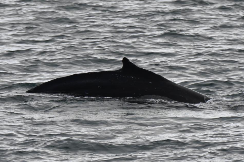 humpback whale dorsal fin