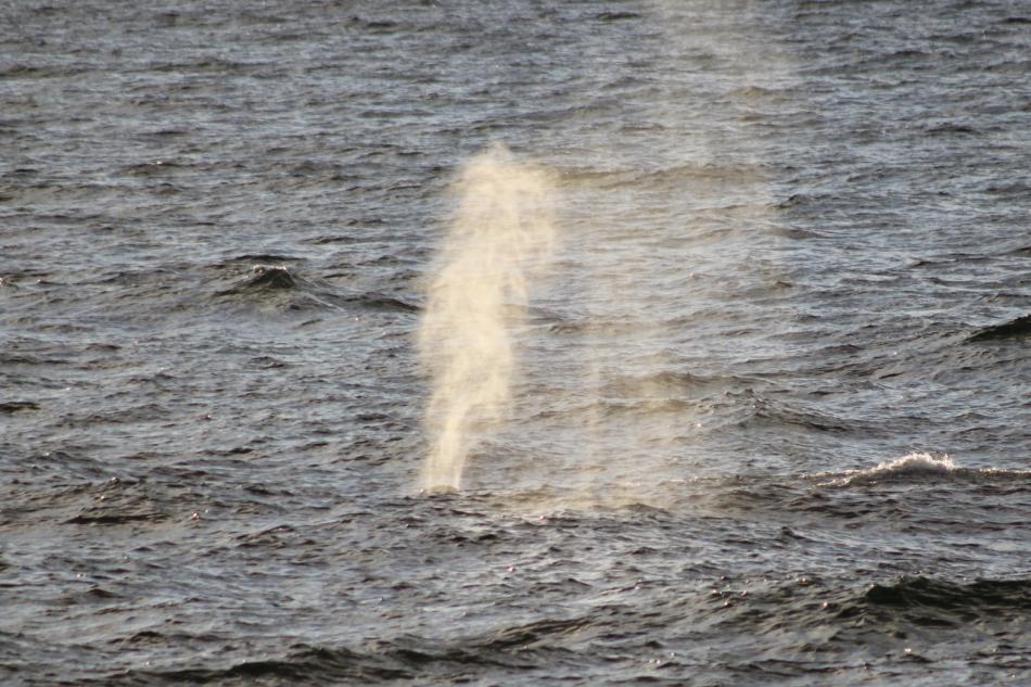 humpback whale breathes out steam