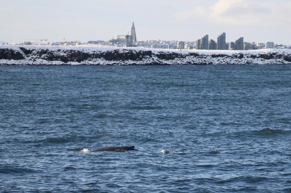 humpback whale near land