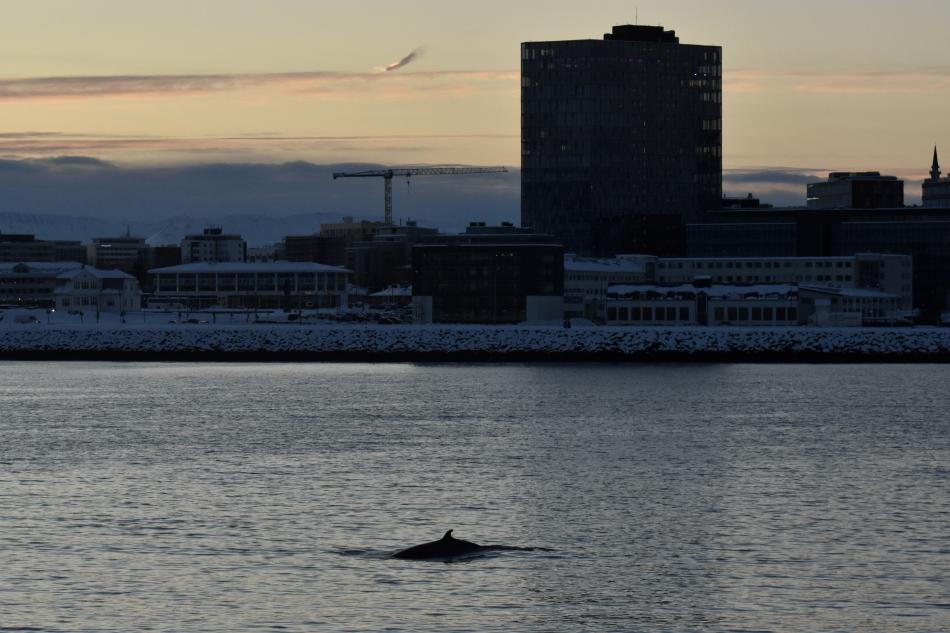 minke whale near land
