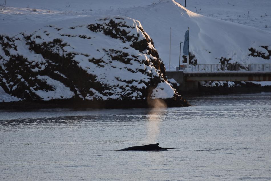 humpback whale near Viðey island