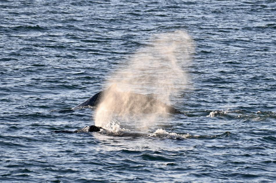 humpback whales breathe as they surface