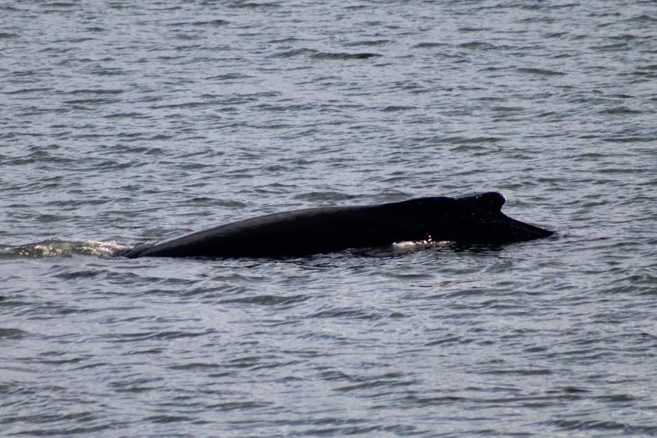 humpback whale dorsal fin
