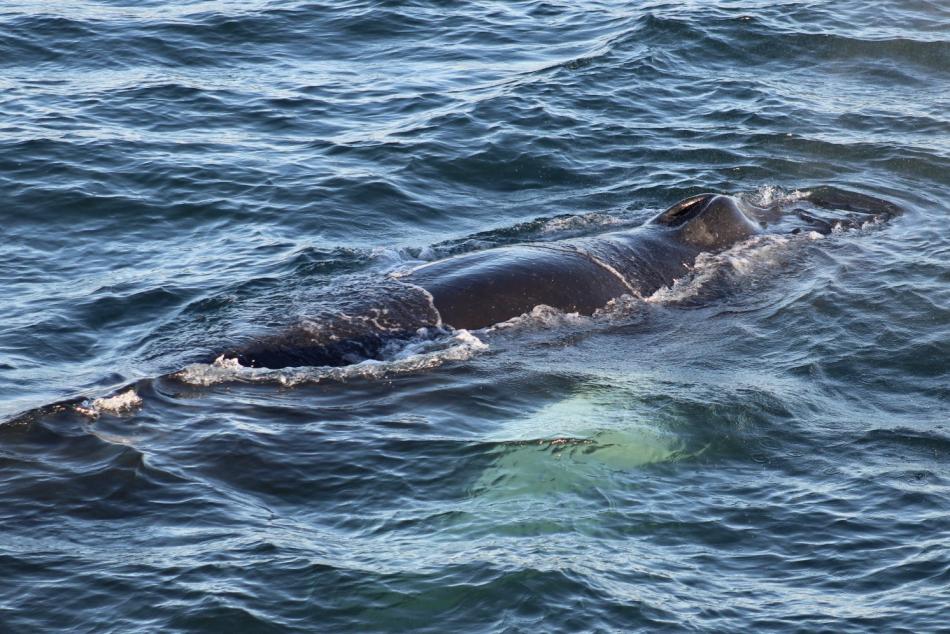 humpback whale dorsal fin and nostrils