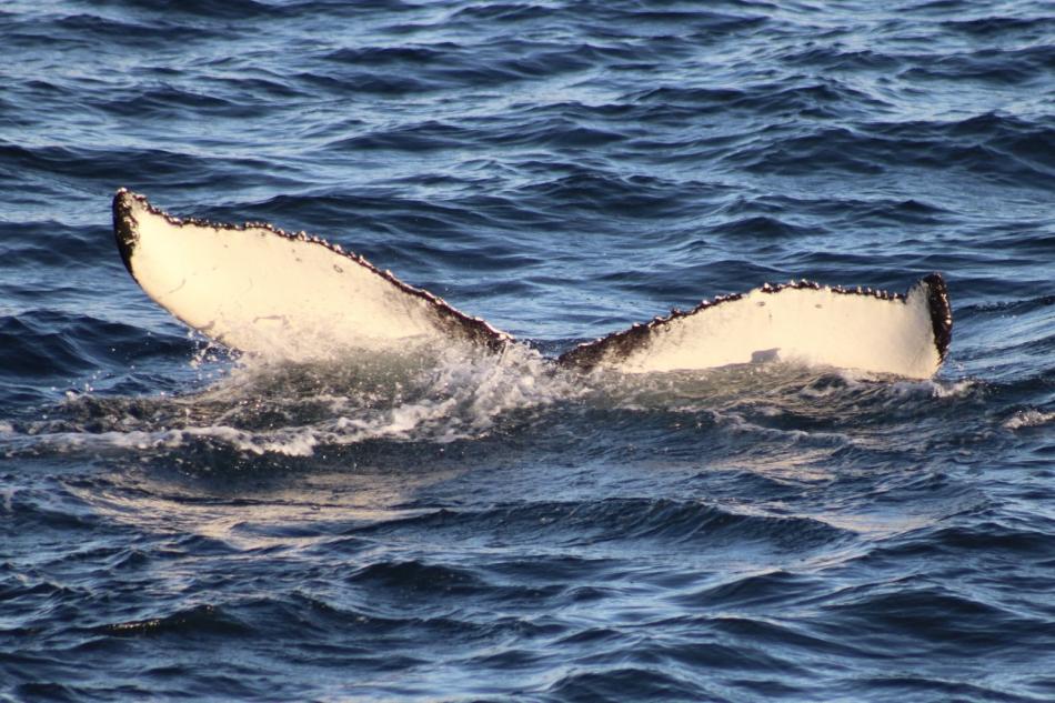 humpback whale fluke