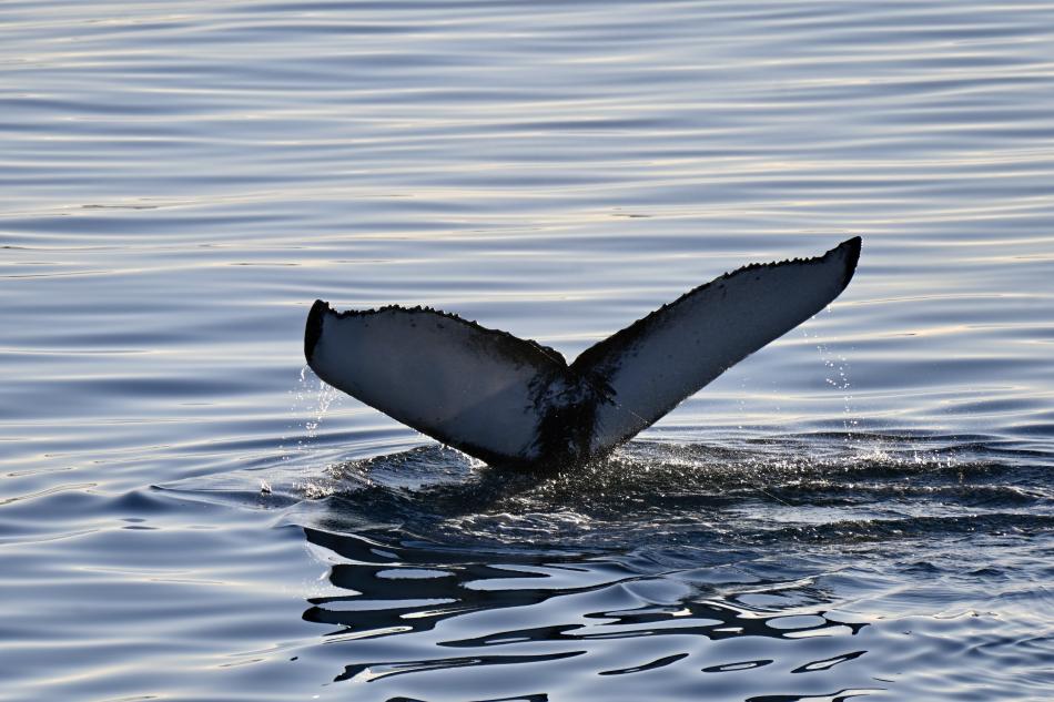 humpback whale fluke