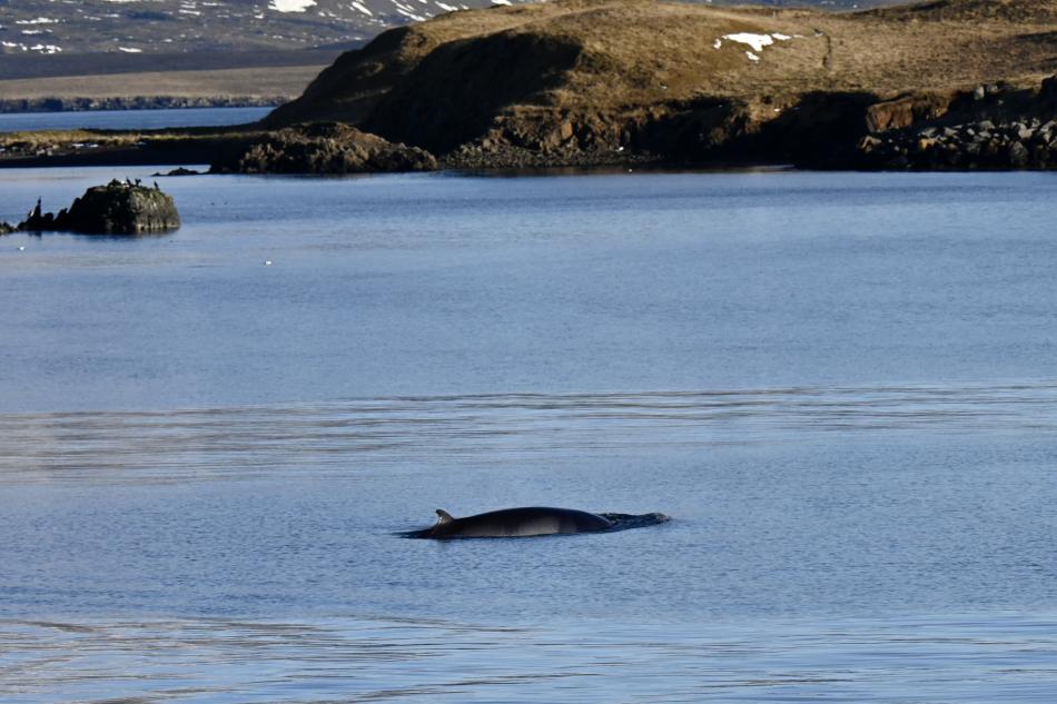 minke whale dorsal fin near land