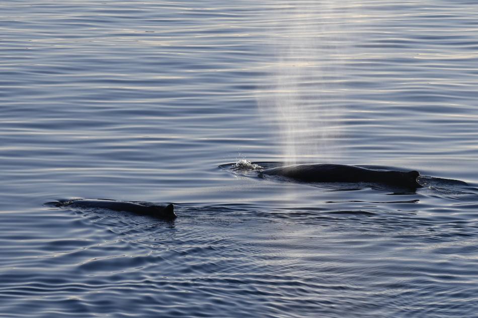 humpback whales