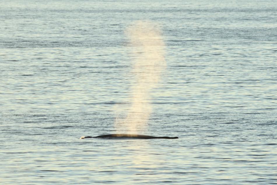 humpback whale breath