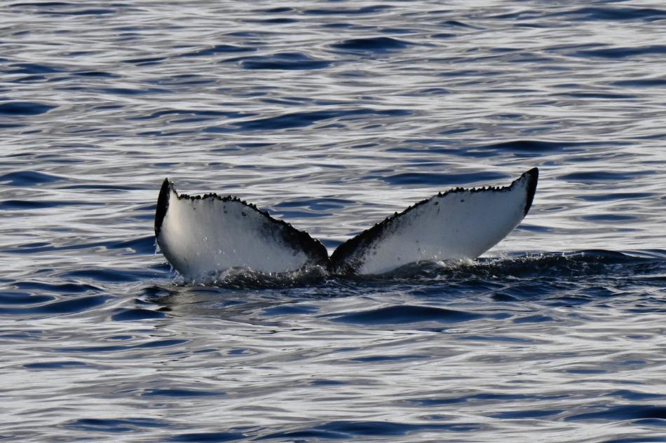 humpback whale fluke