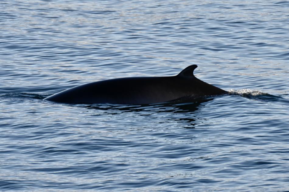 minke whale dorsal fin