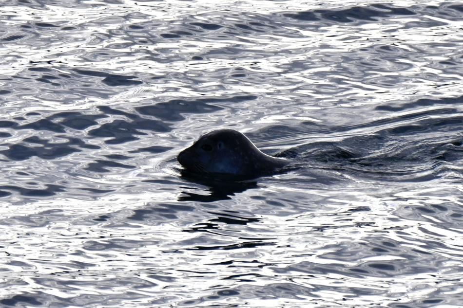harbour seal peaking its head out of the water