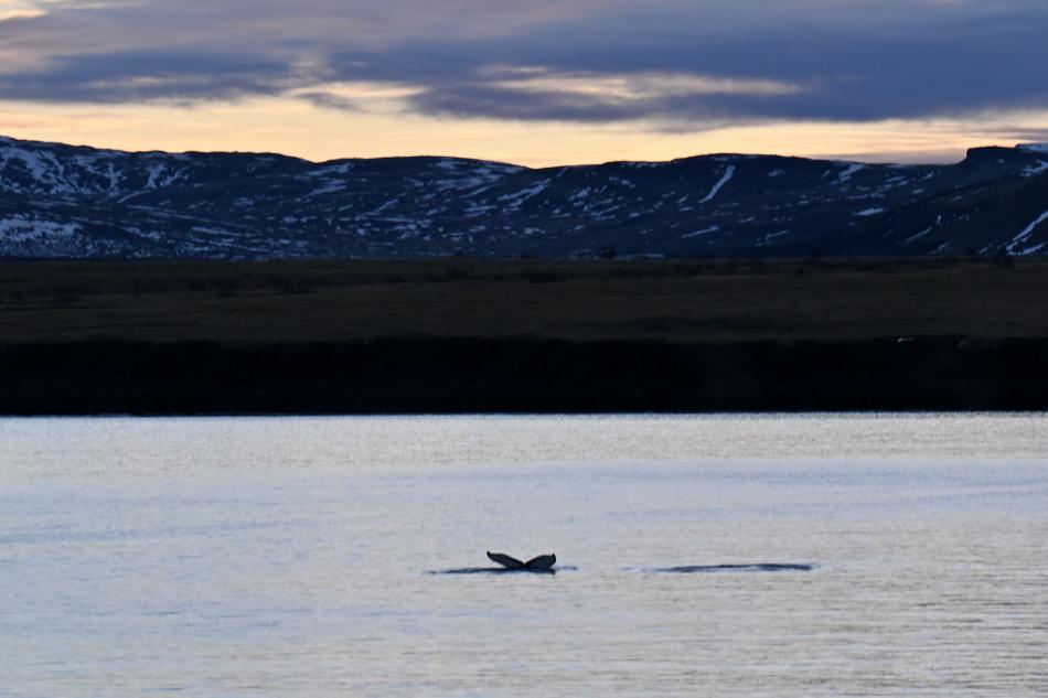 humpback whale near land