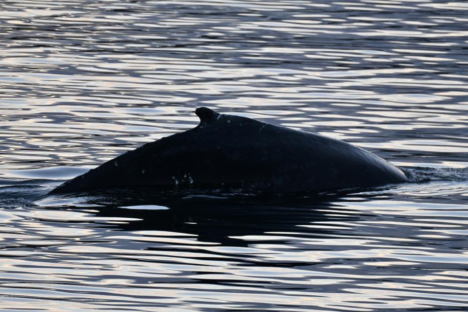 humpback whale dorsal fin
