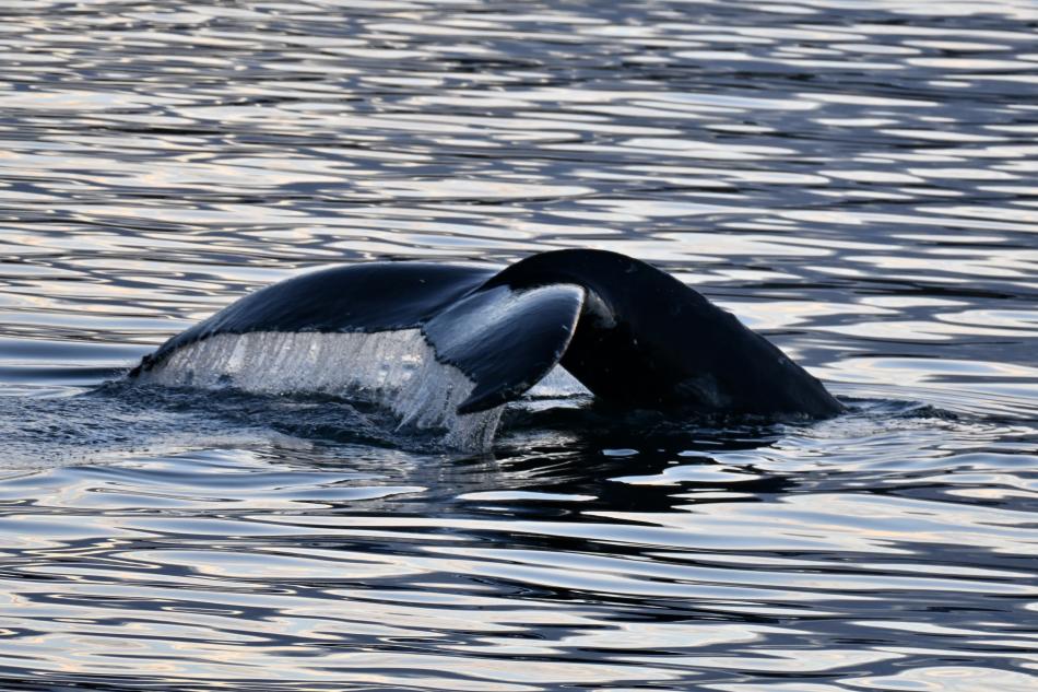 humpback whale fluke