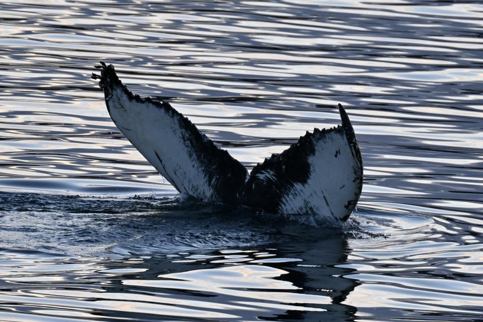 humpback whale fluke