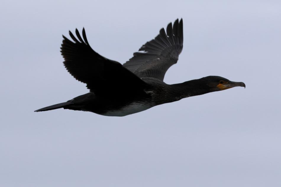 cormorant in flight