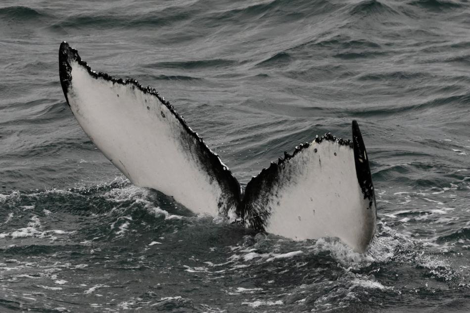 humpback whale fluke