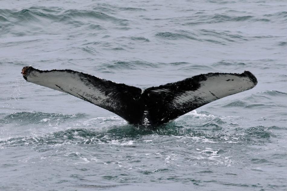 humpback whale fluke