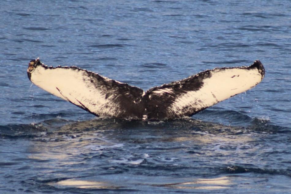 humpback whale fluke