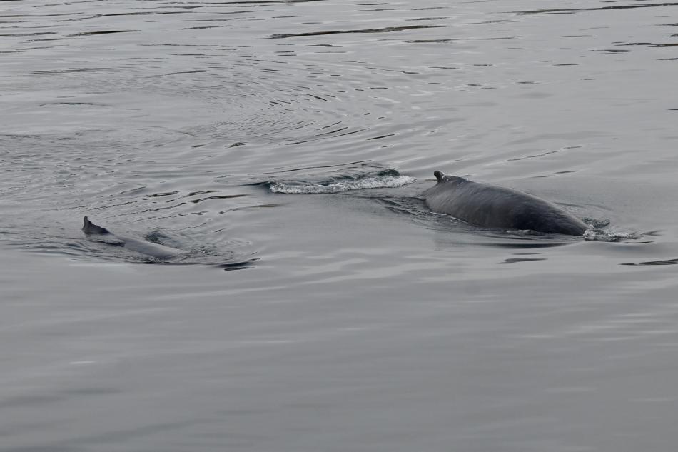 humpback whales swim side by side