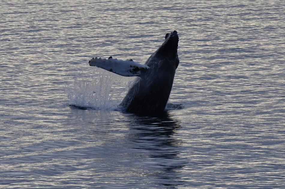 humpback whale breaching backwards