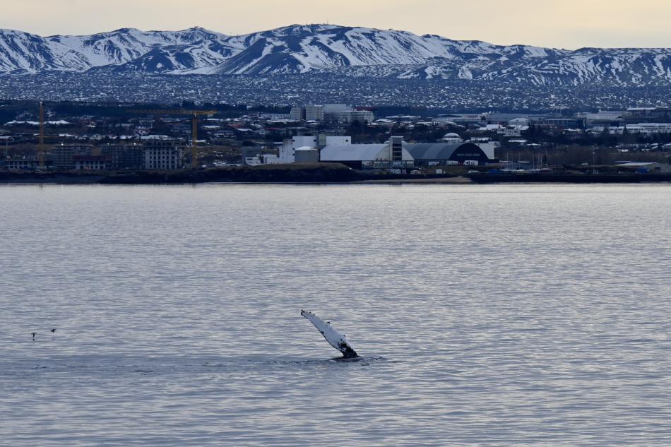 humpback whale pec slaps near land