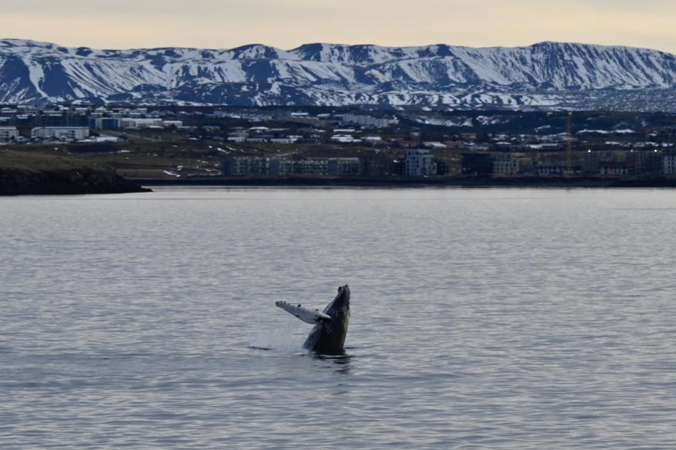 humpback whale breaching near land