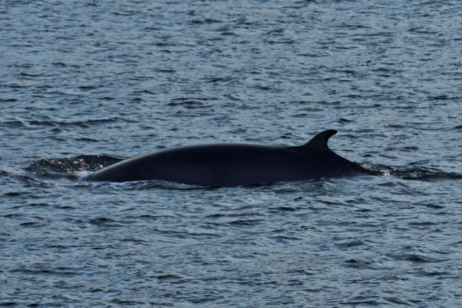 minke whale