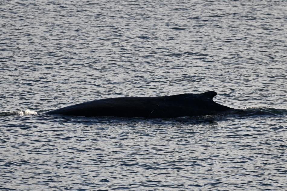 humpback whale