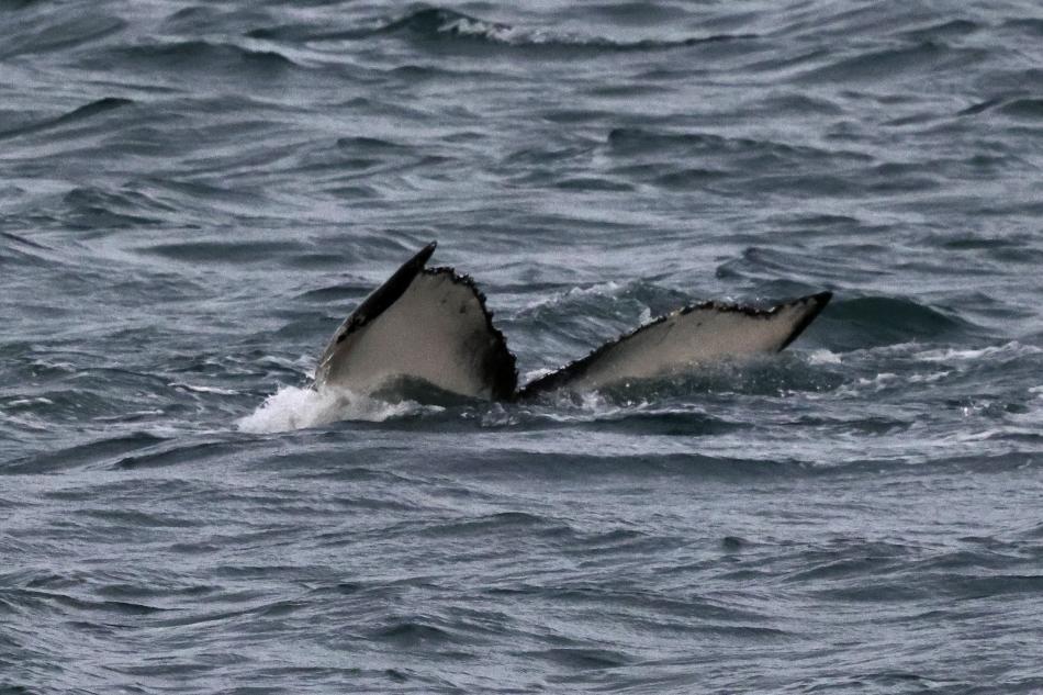 humpback whale fluke
