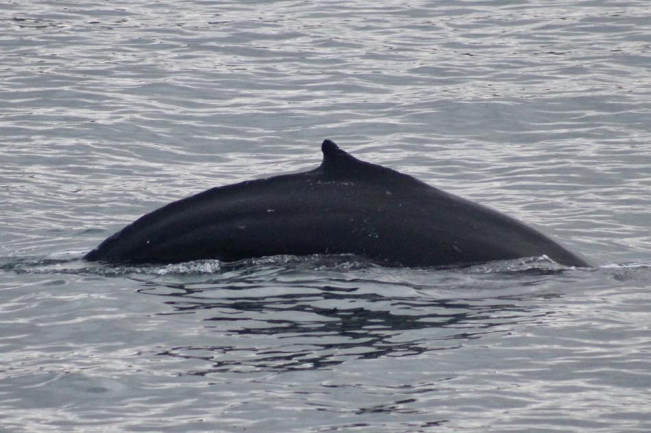 humpback whale
