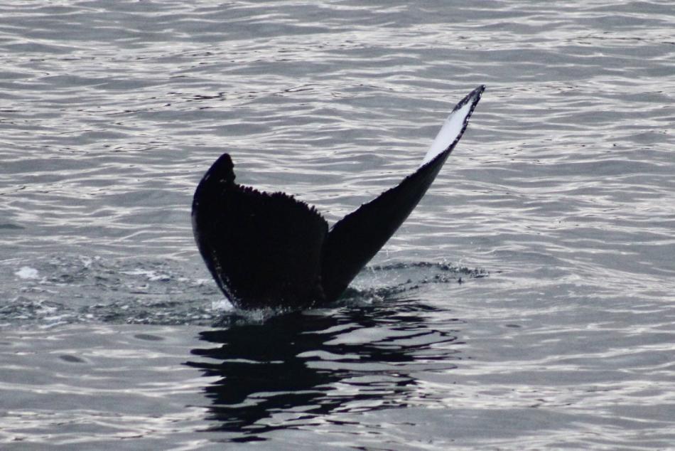 humpback whale fluke