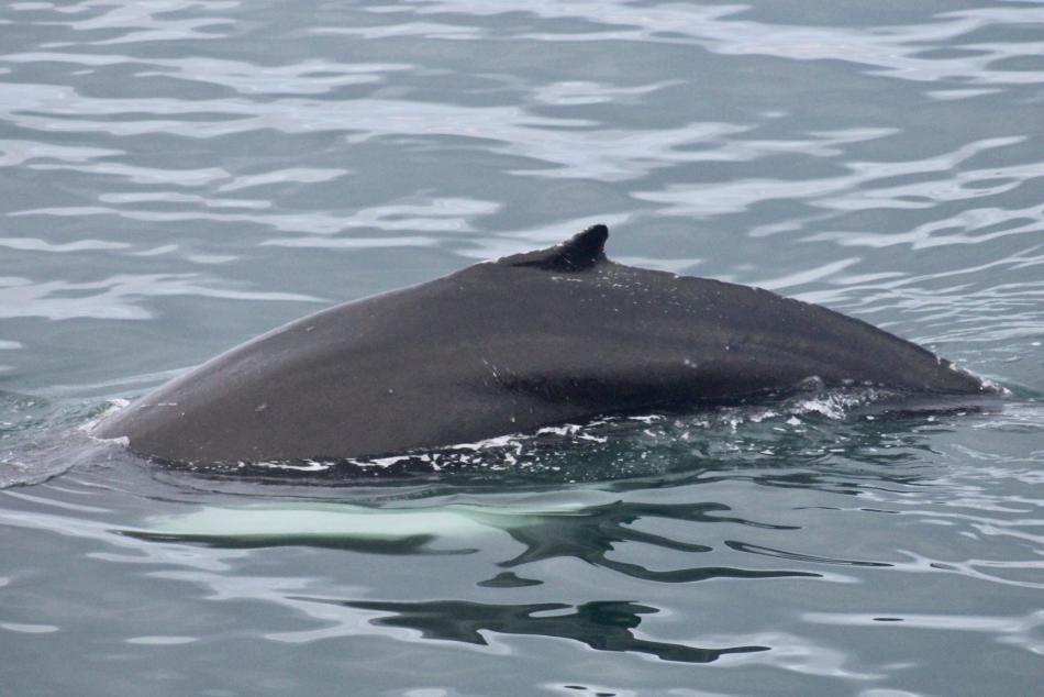 humpback whale dorsal fin